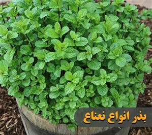 بذر انواع نعناع