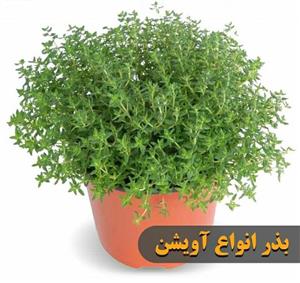 بذر انواع آویشن